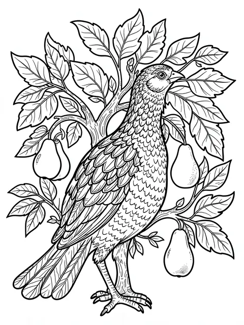 Black and white line art coloring page of a detailed partridge standing in a leafy pear tree with ripe pears