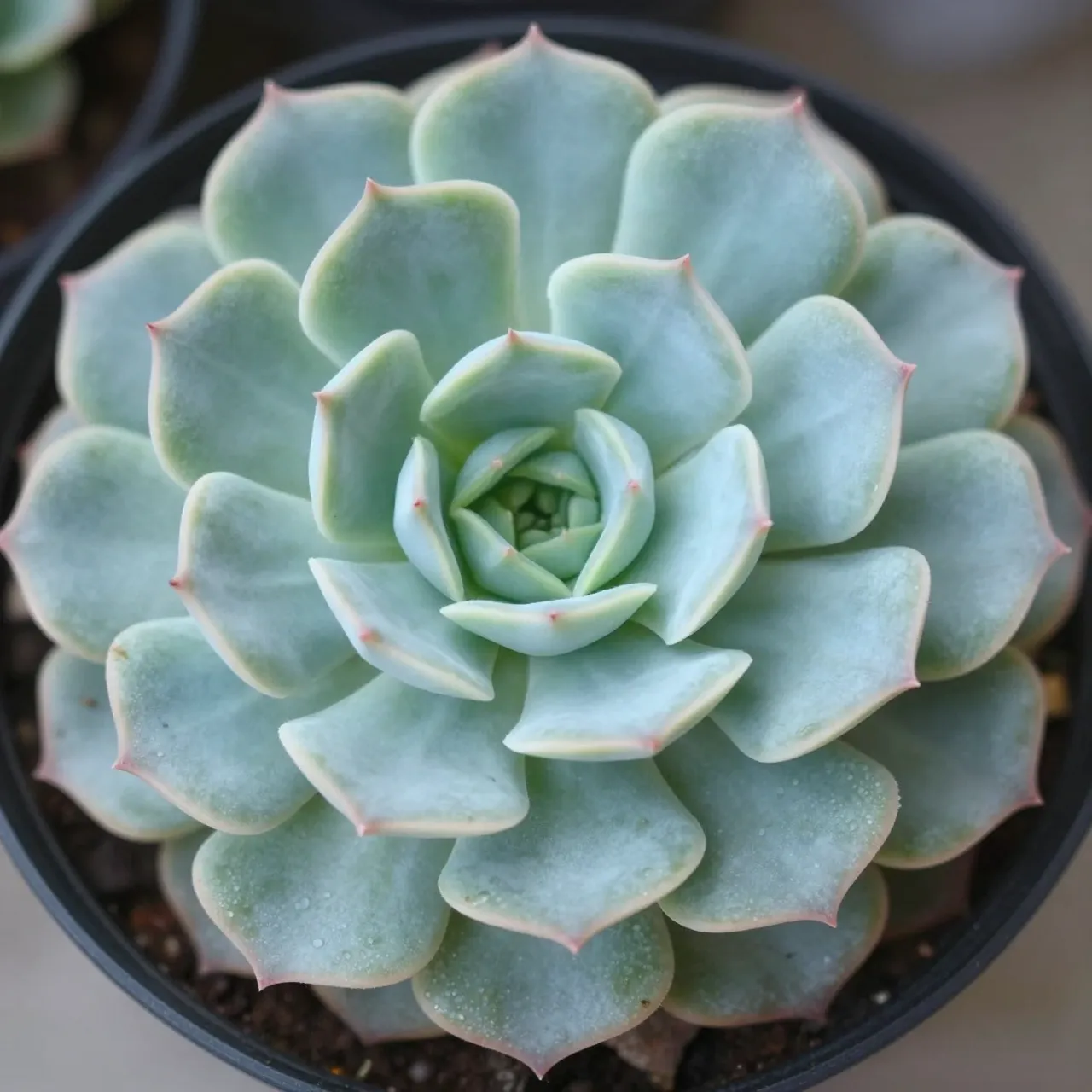 Top view of a pastel blue-green echeveria succulent growing in a small black plastic pot.