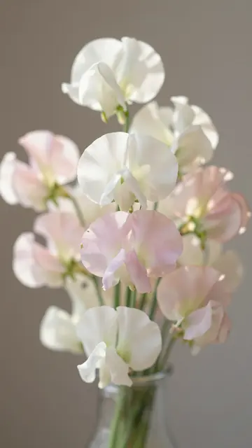 A bouquet of soft pink and white sweet peas sits in a small glass vase against a muted neutral background with shallow depth