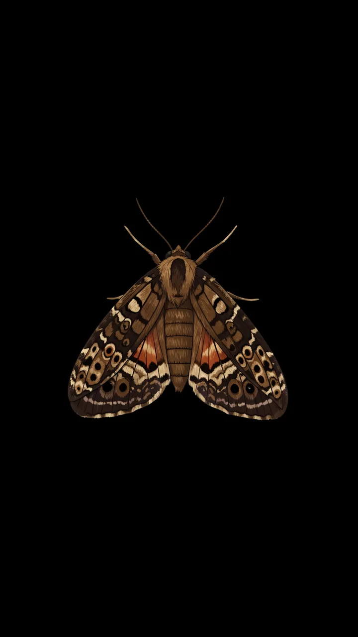 A detailed illustrated moth with ornate patterned wings centered against a solid black backdrop