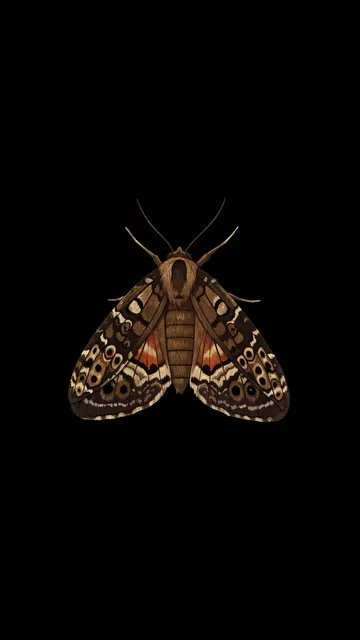 A detailed illustrated moth with ornate patterned wings centered against a solid black backdrop