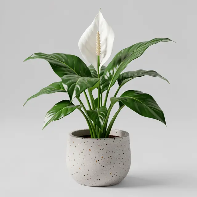 A glossy leaf peace lily with a white bloom sits in a speckled ceramic pot against a light gray background