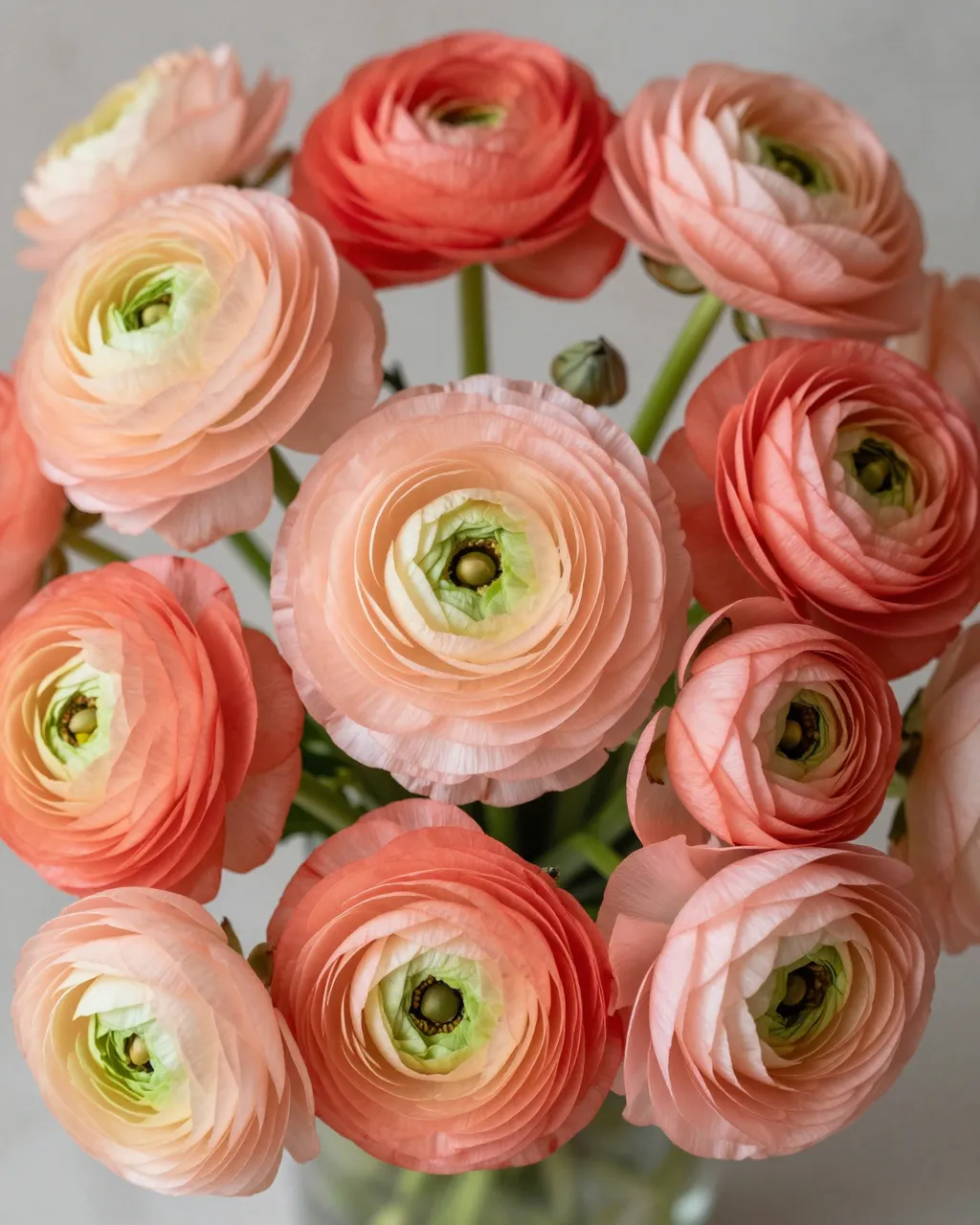 Close up of a lush bouquet of peach and coral ranunculus flowers against a soft neutral background