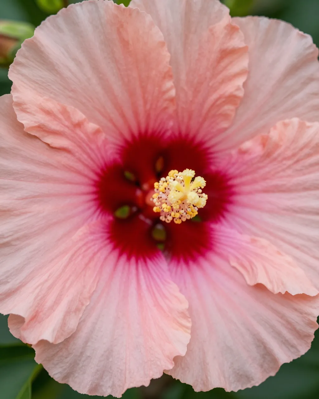 Extreme close-up of a frilly peach hibiscus flower with a deep pink center and yellow stamen