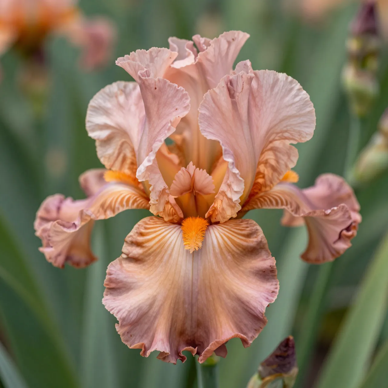 Close-up of a ruffled peach-pink bearded iris with tangerine beard in bright sunlight against blurred green foliage