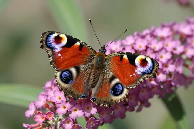 A red and black peacock butterfly with blue eyespots rests on pink buddleia flower clusters.
