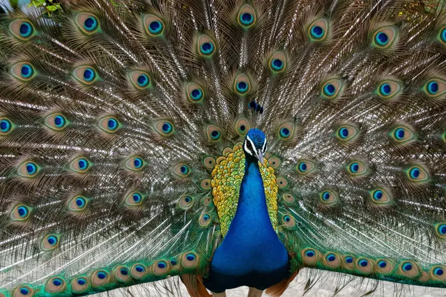 A male peacock stands facing forward with its iridescent eye-patterned tail fully fanned open.