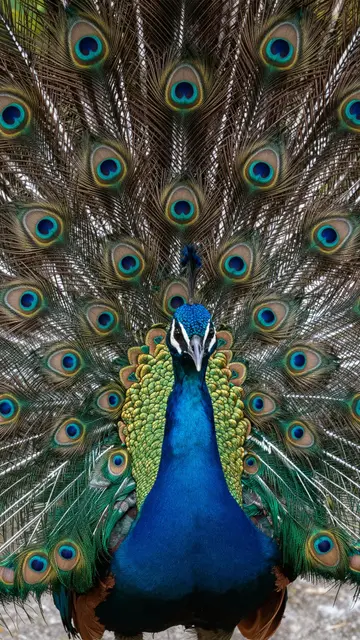 A vibrant male peacock stands facing the camera with its elaborate iridescent tail fully fanned open.