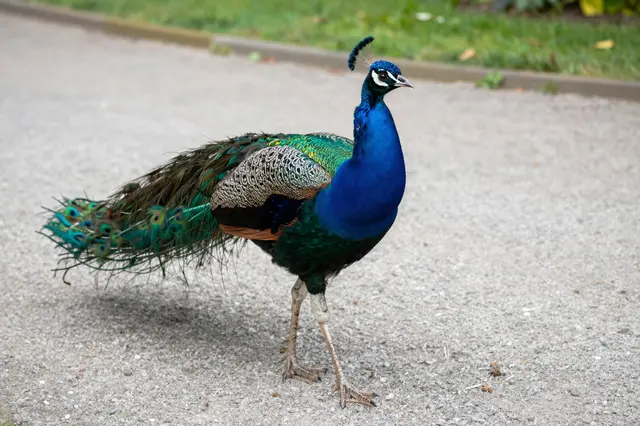 A vibrantly plumed peacock stands walking across a light gravel garden path next to grass