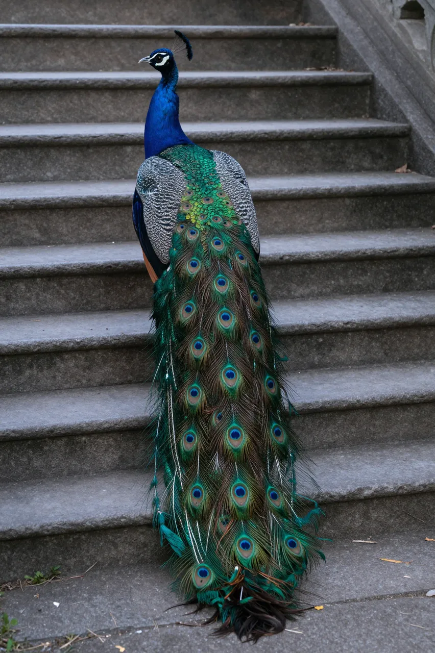 A male peacock stands on old stone steps with its long patterned tail feathers trailing down behind it.