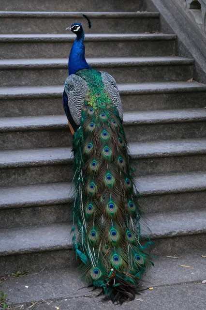 A male peacock stands on old stone steps with its long patterned tail feathers trailing down behind it.