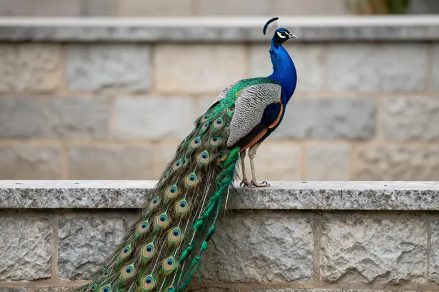A vibrantly plumed peacock stands perched on a stone ledge with its long tail hanging downward.
