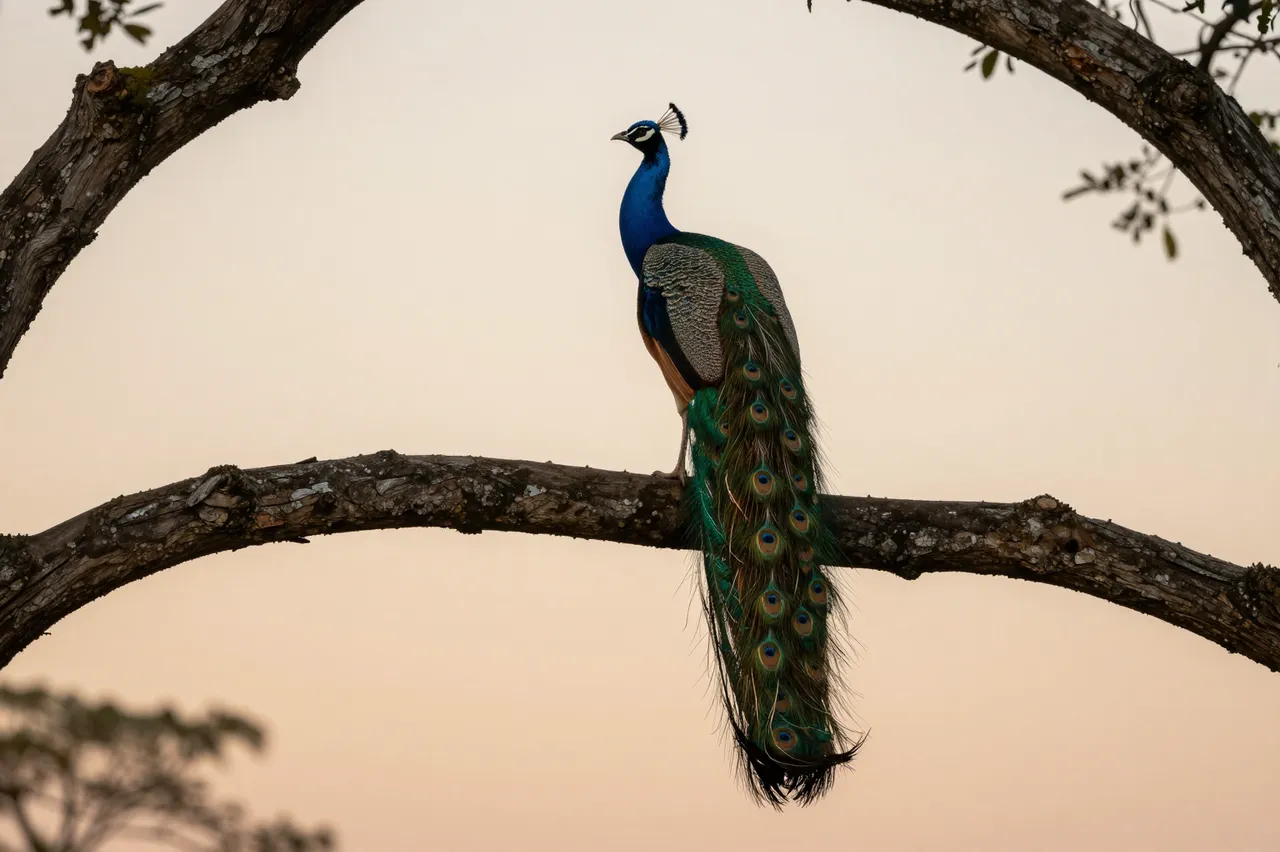 A peacock perches on a thick gnarled oak branch with its long tail hanging below against a pale orange dusk sky.