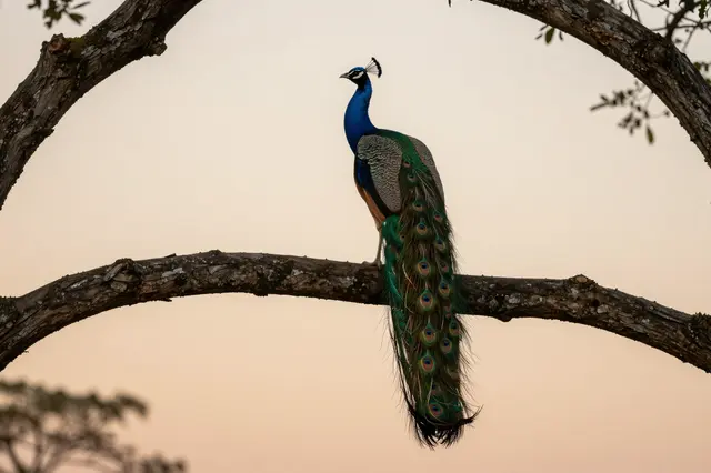 A peacock perches on a thick gnarled oak branch with its long tail hanging below against a pale orange dusk sky.