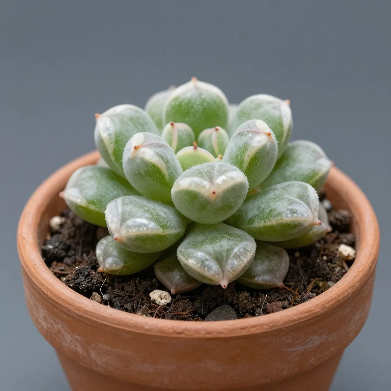 Close-up of a fuzzy green haworthia succulent with pearly markings growing in a small terracotta pot against a muted gray