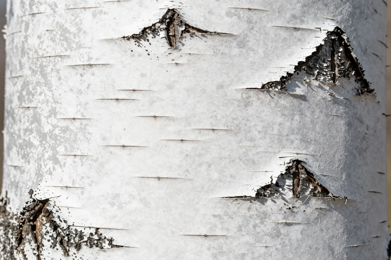 Close-up full-frame view of textured birch tree bark with peeling white layered surfaces and dark lenticel lines