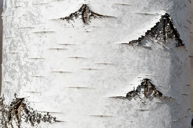 Close-up full-frame view of textured birch tree bark with peeling white layered surfaces and dark lenticel lines