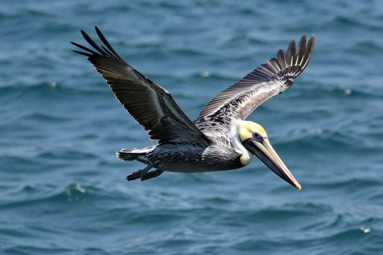 A brown pelican with outstretched wings flies low above rippling blue ocean water.