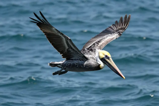 A brown pelican with outstretched wings flies low above rippling blue ocean water.