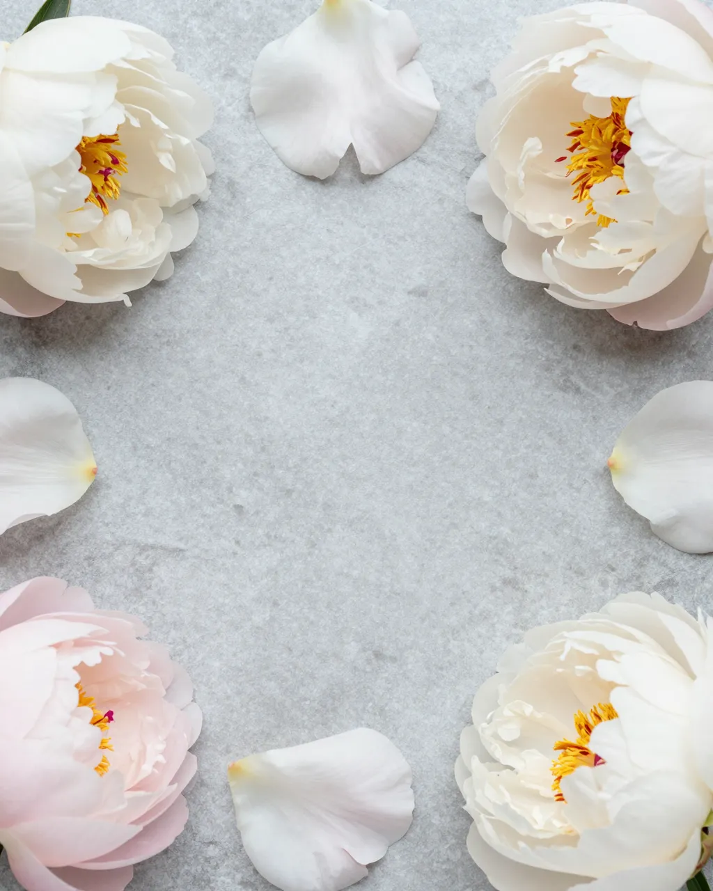 Overhead view of blush and white peonies and scattered petals arranged around the edge of a pale gray stone surface with