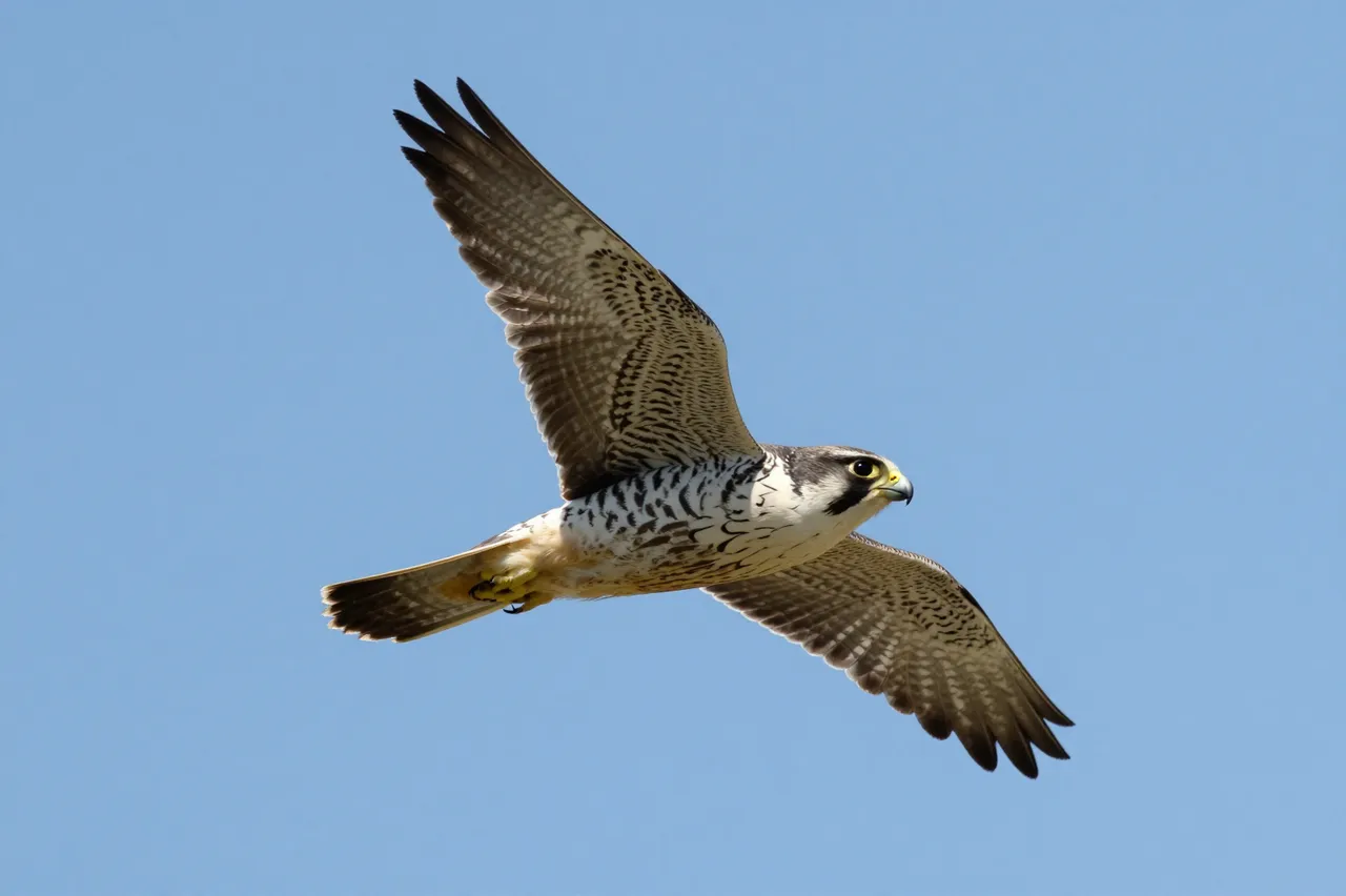 A peregrine falcon flies with spread pointed wings against a clear bright blue sky
