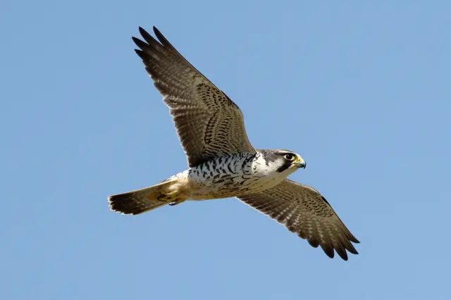 A peregrine falcon flies with spread pointed wings against a clear bright blue sky