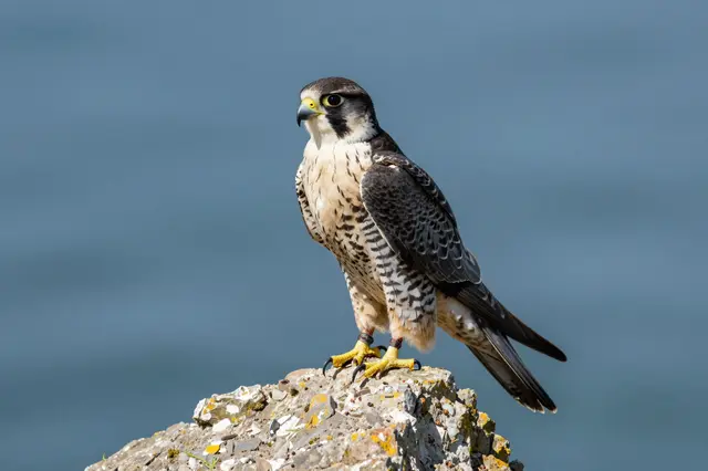 A peregrine falcon perched alertly on a lichen-covered sea cliff rock against a soft blue blurred background