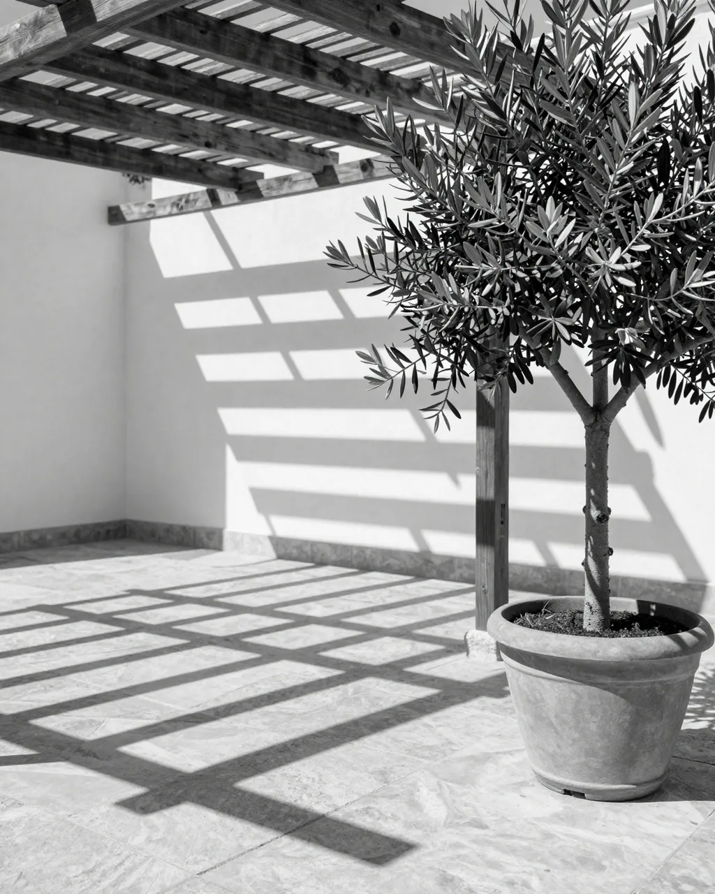 Black and white view of sharp pergola slat shadows falling across a stone terrace next to a potted olive tree at midday.