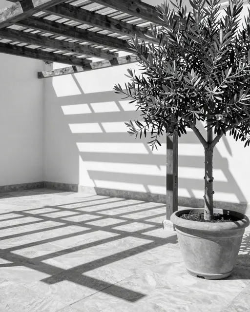 Black and white view of sharp pergola slat shadows falling across a stone terrace next to a potted olive tree at midday.