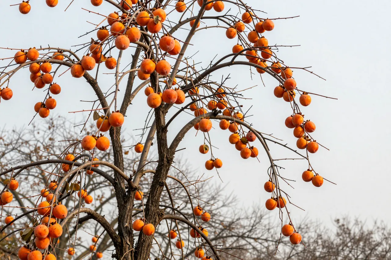 Bright orange persimmon fruits hang from bare tree branches under a pale overcast autumn sky