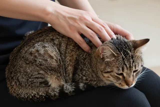 Adult hands gently stroke a relaxed tabby cat curled comfortably on a person's lap.
