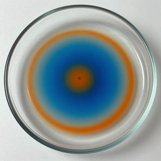 Top-down view of a glass petri dish with concentric blue and orange reaction rings on a light white surface