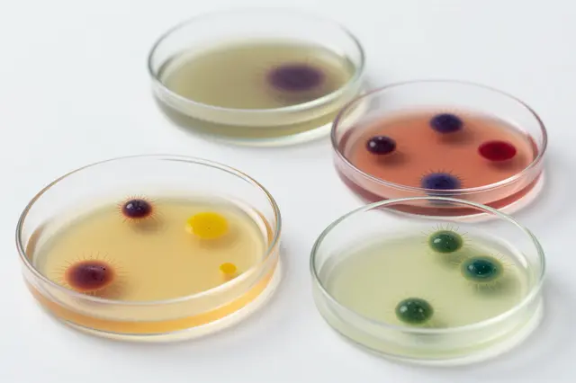 Four glass petri dishes hold brightly colored spiky microbial cultures on a plain white surface.