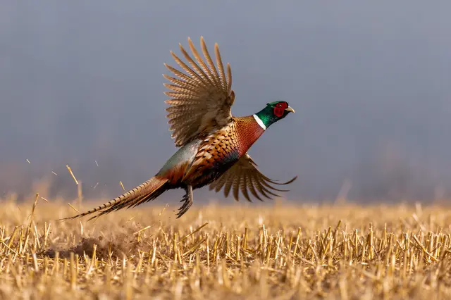 A male ring-necked pheasant bursts into flight from a golden harvested stubble field.