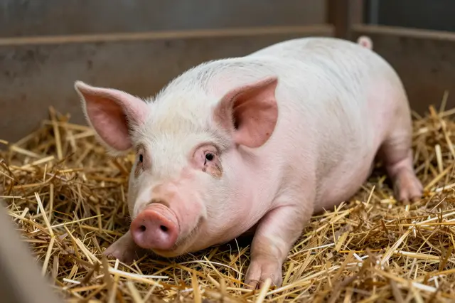 A young domestic pig rests calmly on fresh straw inside a farm pen