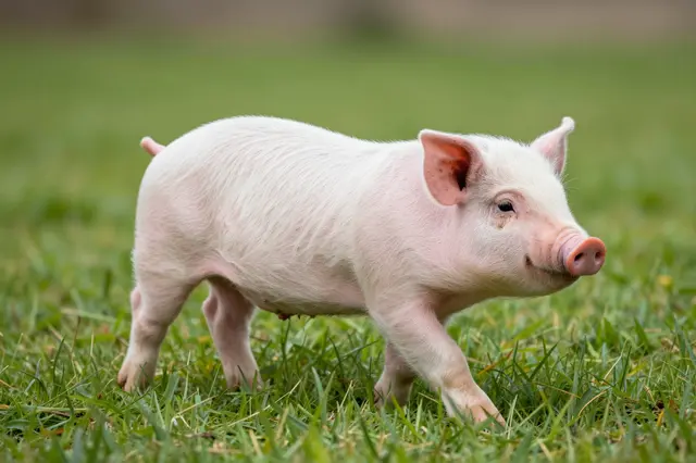 A small pale pink piglet walks slowly across lush green farm grass with a soft blurred background.