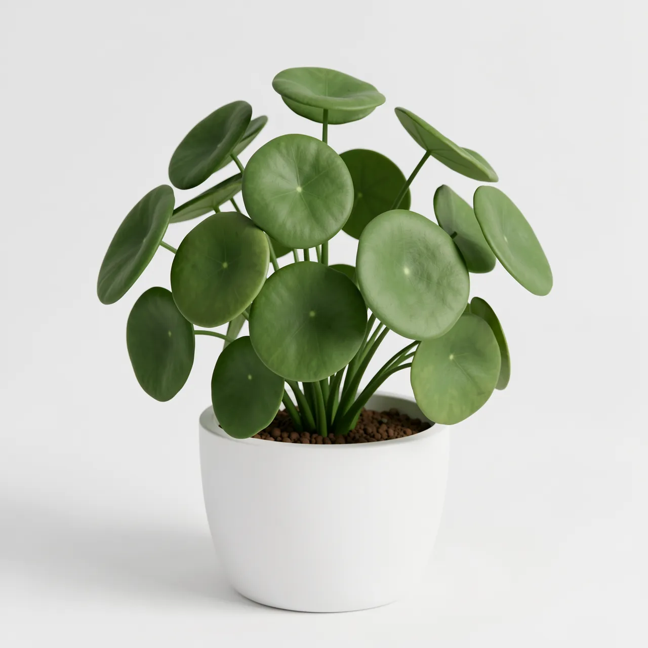 A soft matte 3D render of a round-leaf pilea houseplant growing in a simple white ceramic pot.