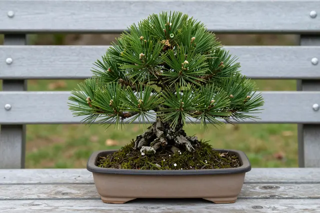 A pine bonsai in a shallow ceramic dish rests on a weathered wooden garden bench