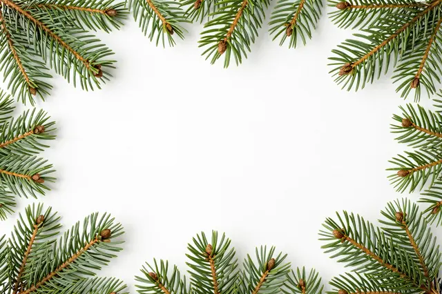 Fresh evergreen pine branches form a decorative border around empty white copy space
