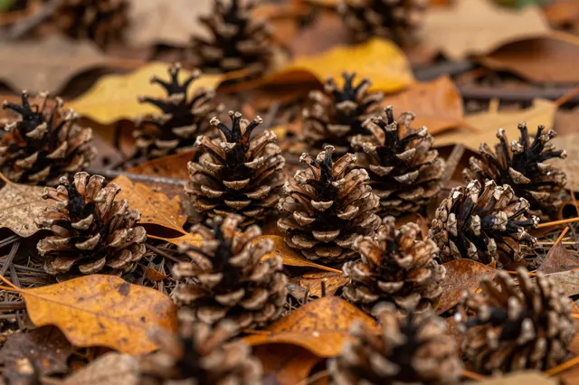 A close-up of scattered pine cones resting among dry fallen orange and brown autumn leaves on the forest floor.