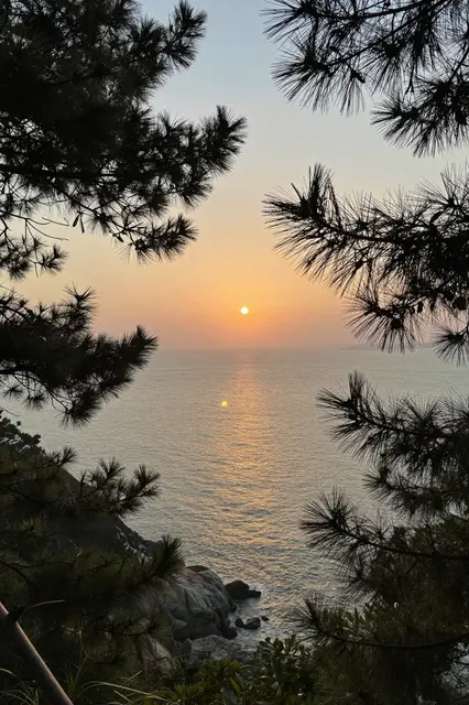 Setting sun over the calm sea, framed by silhouetted pine branches from a rocky cliff viewpoint