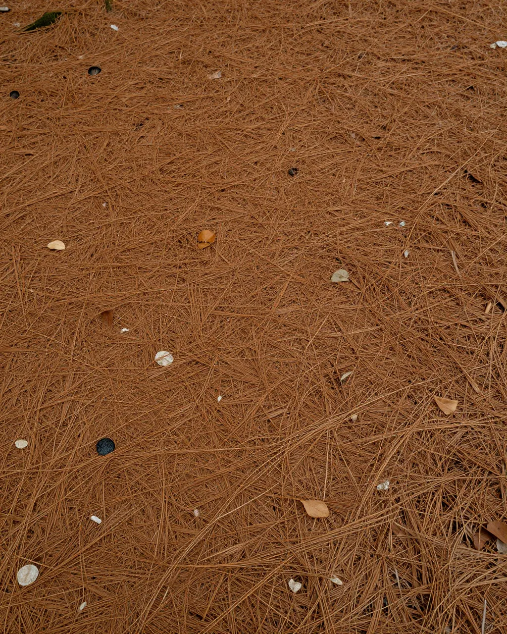 Top view of a dense carpet of dry brown pine needles scattered with tiny fallen leaves and small debris.