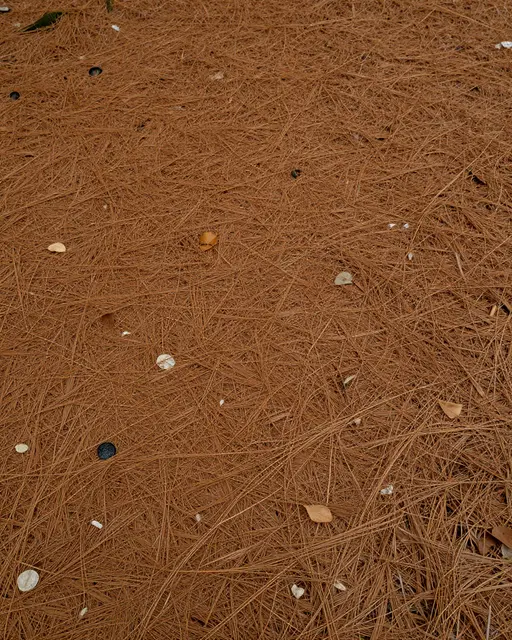 Top view of a dense carpet of dry brown pine needles scattered with tiny fallen leaves and small debris.