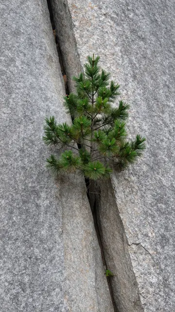 A small green pine tree grows vertically out of a narrow crack in a sheer gray granite cliff face