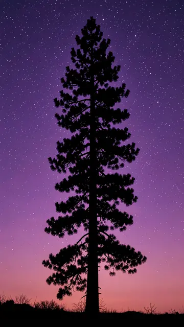 Black tall pine tree silhouette stands against a gradient starry violet twilight sky