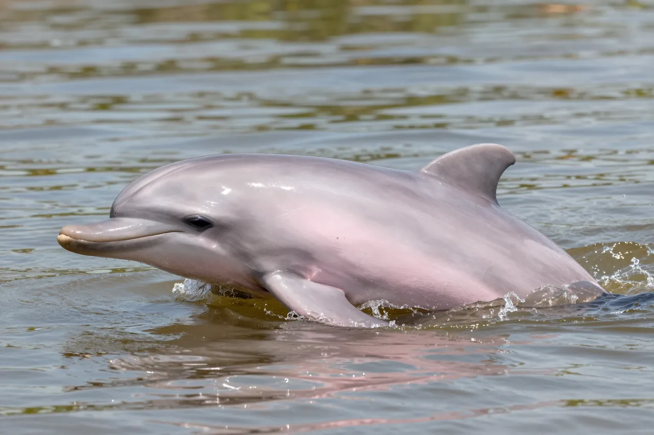 A pale pink river dolphin surfaces from calm murky Amazon river water