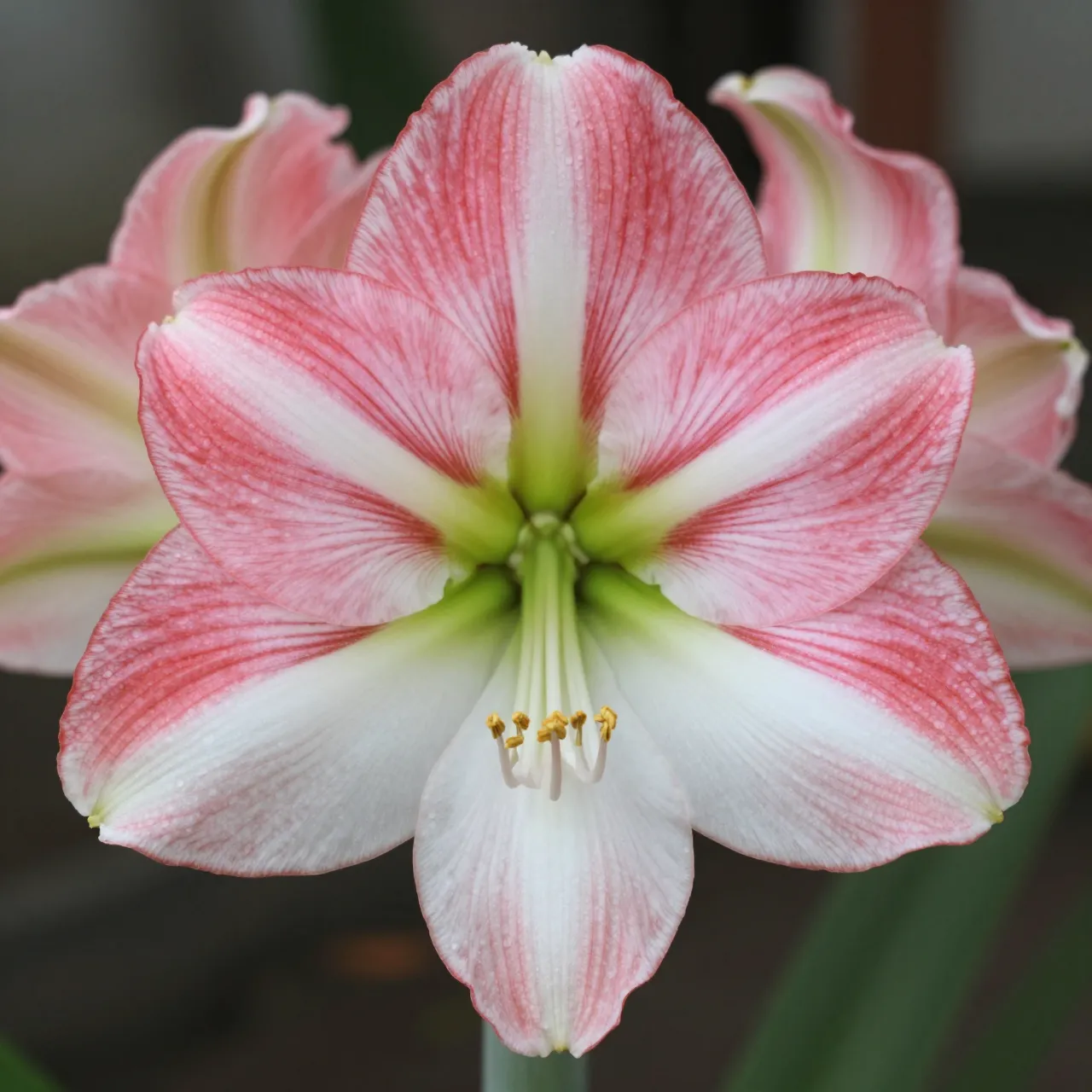Close-up of a fully open pink and white amaryllis flower with a second bloom blurred behind it