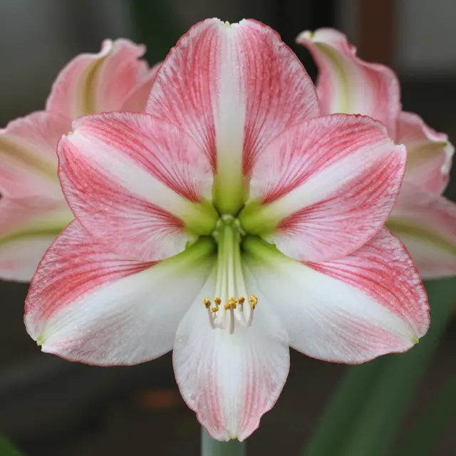 Close-up of a fully open pink and white amaryllis flower with a second bloom blurred behind it