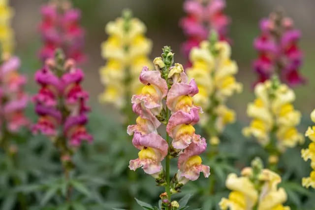 Close-up of a pink and yellow snapdragon in sharp focus with blurred multicolored snapdragons in a garden background.