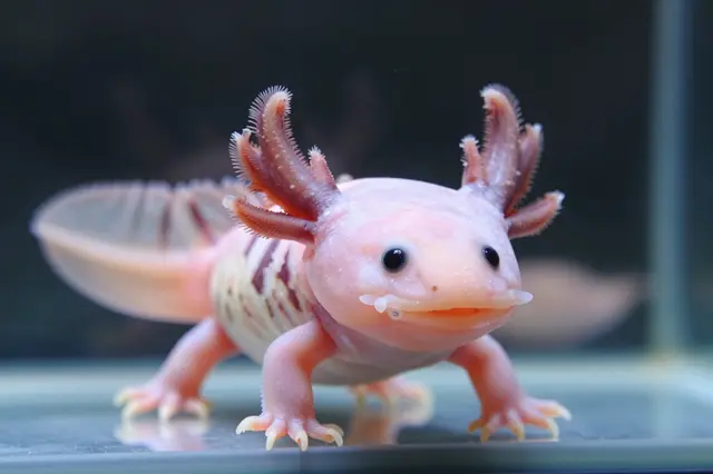 A close-up of a pale pink axolotl resting on an aquarium floor facing the camera with a gentle expression.